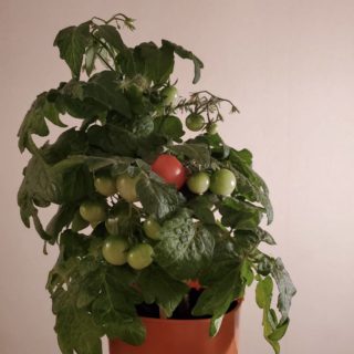 トマト栽培はじめます